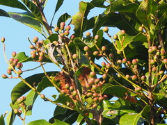 Buchanania arborescens