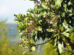 Buchanania arborescens