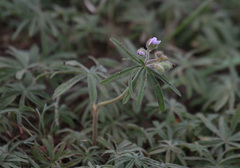 Geranium linearilobum