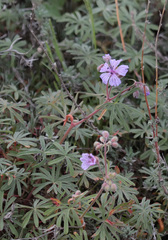 Geranium linearilobum