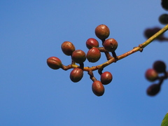 Buchanania arborescens