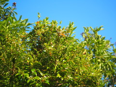 Decaspermum gracilentum