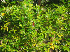 Decaspermum gracilentum