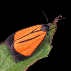 Paratype univitta