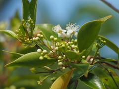 Decaspermum gracilentum