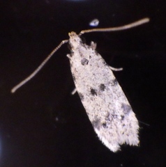 Autostichidae