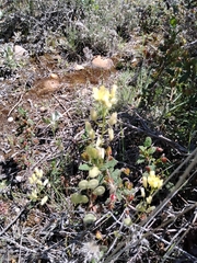 Biscutella laevigata
