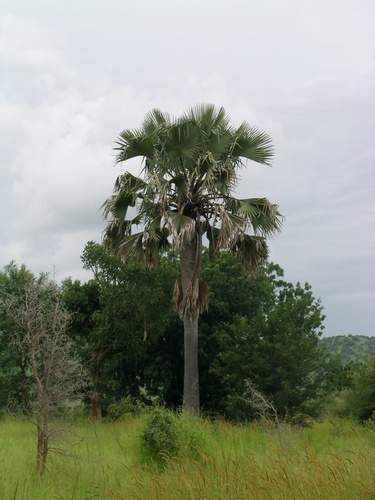 borassus palm