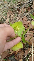 Helleborus odorus
