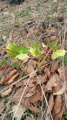 Helleborus odorus