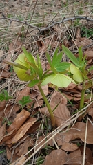Helleborus odorus