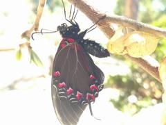 Mimoides thymbraeus aconophos