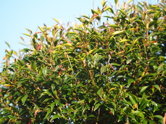 Decaspermum gracilentum