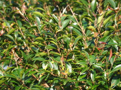 Decaspermum gracilentum