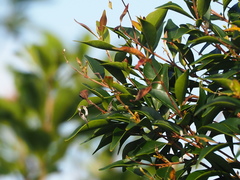 Decaspermum gracilentum