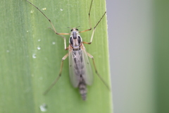 Chironomus