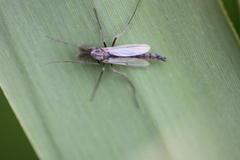 Chironomus