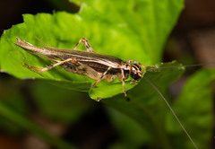 Parapentacentrus formosanus