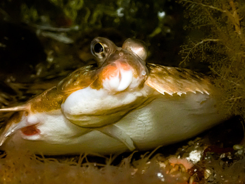 Lemon sole (Microstomus kitt) — Pleuronectidae — 2