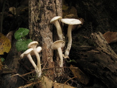 Leucocybe houghtonii
