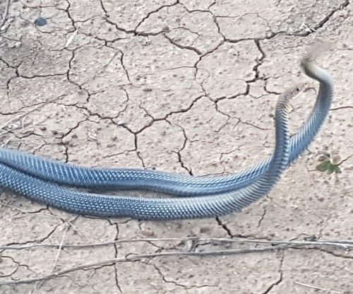 Lesser Black Whipsnake sighting