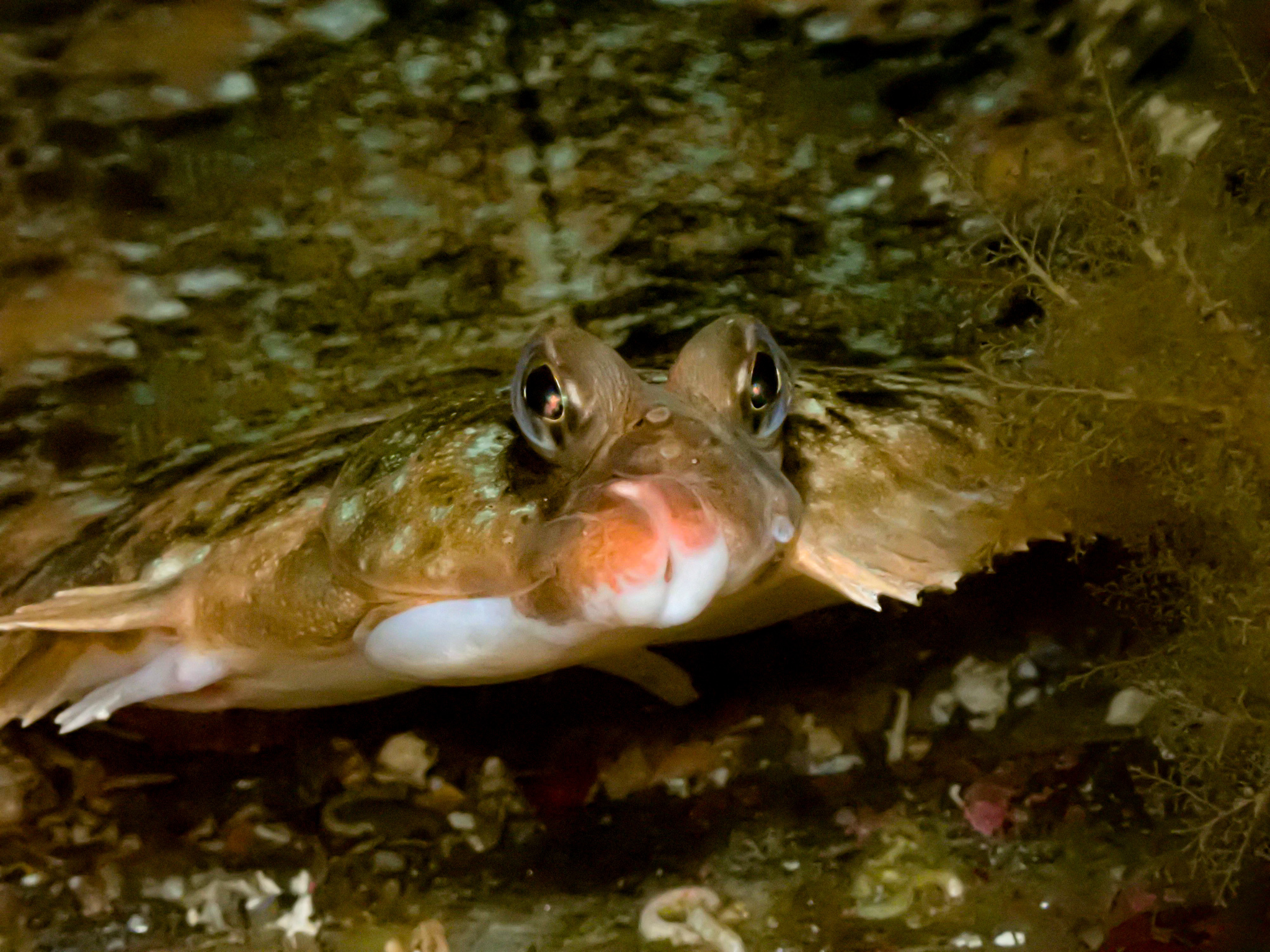 almindelig rødtunge, bergflyndre, bergskädda, bergtunga, echte rotzunge, harilik väikesuulest, lemon dab, lemon fish, lemon sole, limande, limande sole, limande-sole, limande-sole commune, lombe, lomre, malorotaja kambala, mary sole, mendo limón