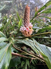 Alpinia shimadae