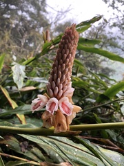 Alpinia shimadae