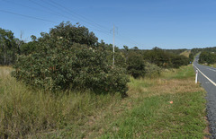 Acacia leptoloba
