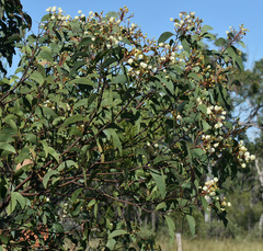 Acacia leptoloba