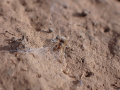Filistata canariensis