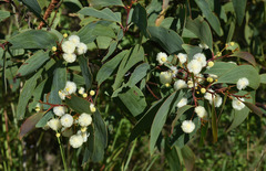 Acacia leptoloba