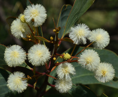 Acacia leptoloba