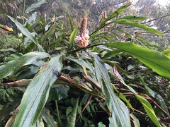 Alpinia shimadae