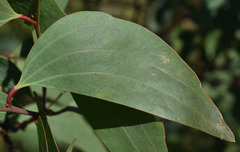 Acacia leptoloba