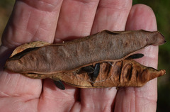 Acacia leptoloba