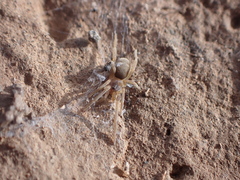 Filistata canariensis