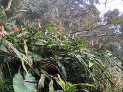 Alpinia shimadae