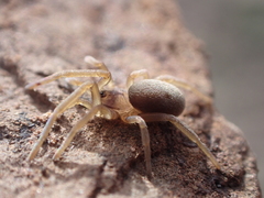 Filistata canariensis