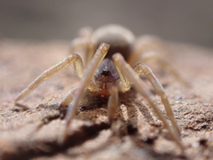 Filistata canariensis