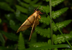 Trotocraspeda divaricata