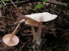 Leucocybe houghtonii
