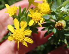 Euryops tysonii