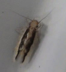 Echmepteryx madagascariensis