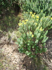 Euryops tysonii