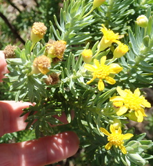 Euryops tysonii