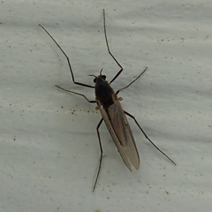 Diamesinae