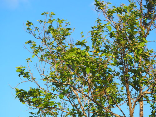 Cordia dichotoma