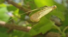 Nematopogon swammerdamella