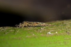 Nesomachilis